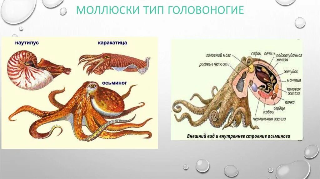 Отдел головоногие. Класс головоногие моллюски строение тела. Головоногие моллюски строение 7 класс. Строение головоногих моллюсков 7 класс биология. Внутреннее строение головоногих.