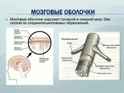 Оболочка участвует в