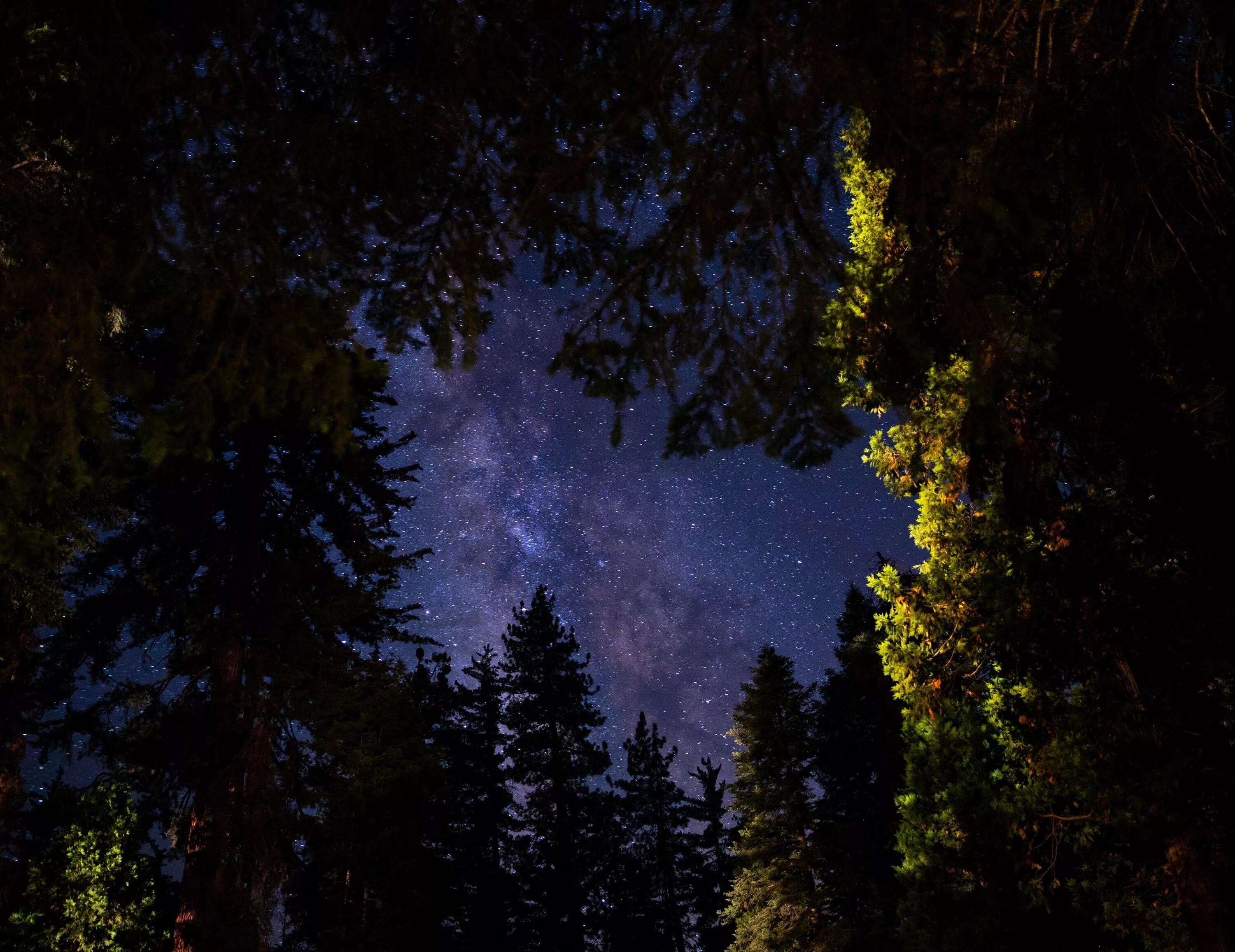 4 вечера темно. «Ночь в лесу». Ночной лес. Звезда в лесу. Ночной лес со звездами.
