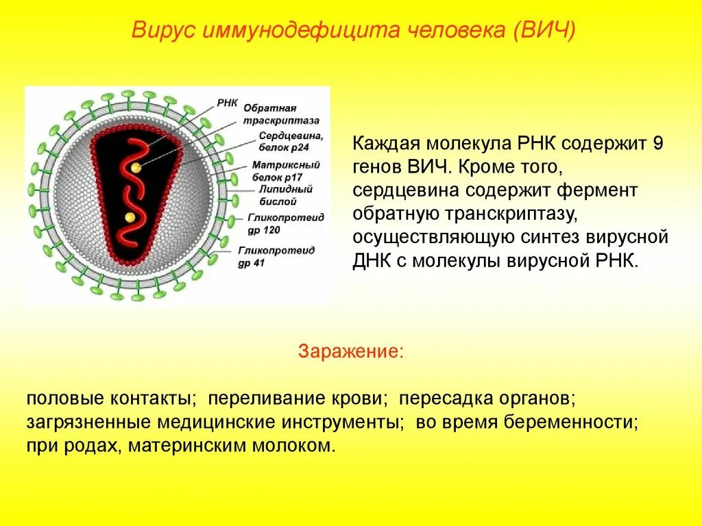 К рнк вирусам относятся вирусы. Строение вириона ВИЧ инфекции. ВИЧ возбудитель РНК содержащий вирус. Строение вируса иммунодефицита ВИЧ. Строение ВИЧ оболочка вируса.