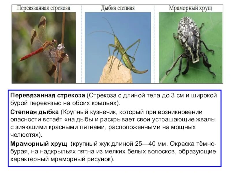 Какой тип развития характерен для стрекозы. Стрекоза перевязанная. Стрекоза перевязанная красная книга. Тип развития стрекоз. Доклад про стрекозу.