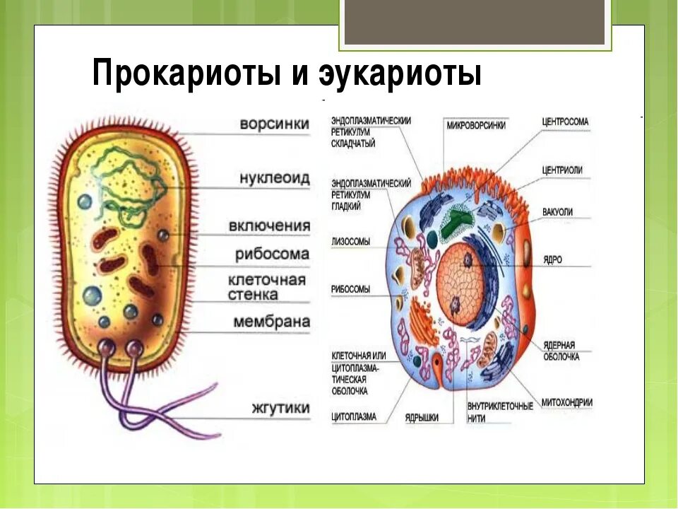 Что входит в клетки прокариот. Схема строения прокариотической клетки и эукариотической клетки. Строение прокариотических и эукариотических клеток. Строение прокариотической и эукариотической клеток. Схема прокариотической и эукариотической клеток.