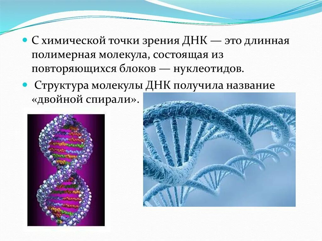 Сложная молекула состоящая из. Полимерная молекула днк. дезоксирибонуклеиновая кислота. дезоксирибонуклеиновая натрия. сокращенное наименование дезоксирибонуклеиновой кислоты..