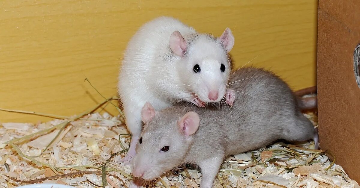 Домашние белые мыши. Декоративная крыса Пасюк. Крыса Дамбо. Крысы 2 декоративных. Крысята декоративные.