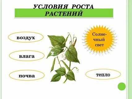 Условия растения