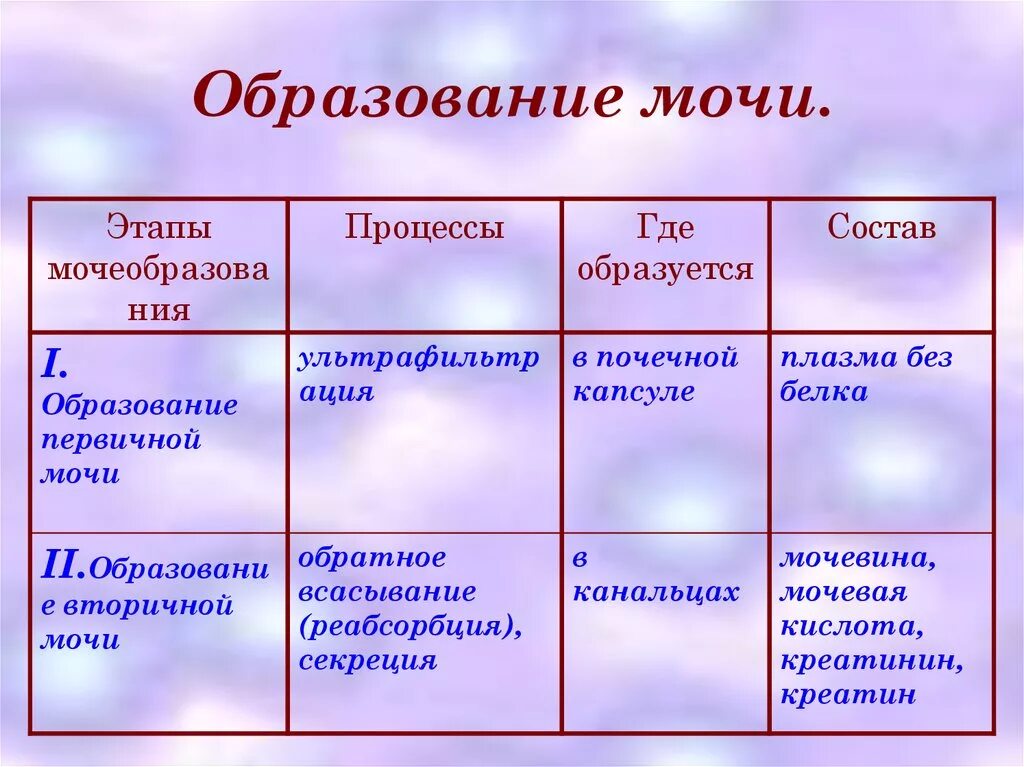 Образование мочи тест. Образование первичной и вторичной мочи 8 класс биология. Таблица 2 – этапы мочеобразования. Таблица этапы мочеобразования процессы. Этап мочеобразования первичной мочи.