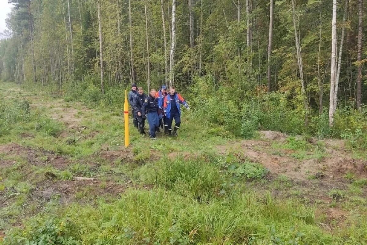 Всеволожский ньюс ленинградская область. Лес под Всеволожском. 47 Ньюс Ленинградская область Всеволожский район.