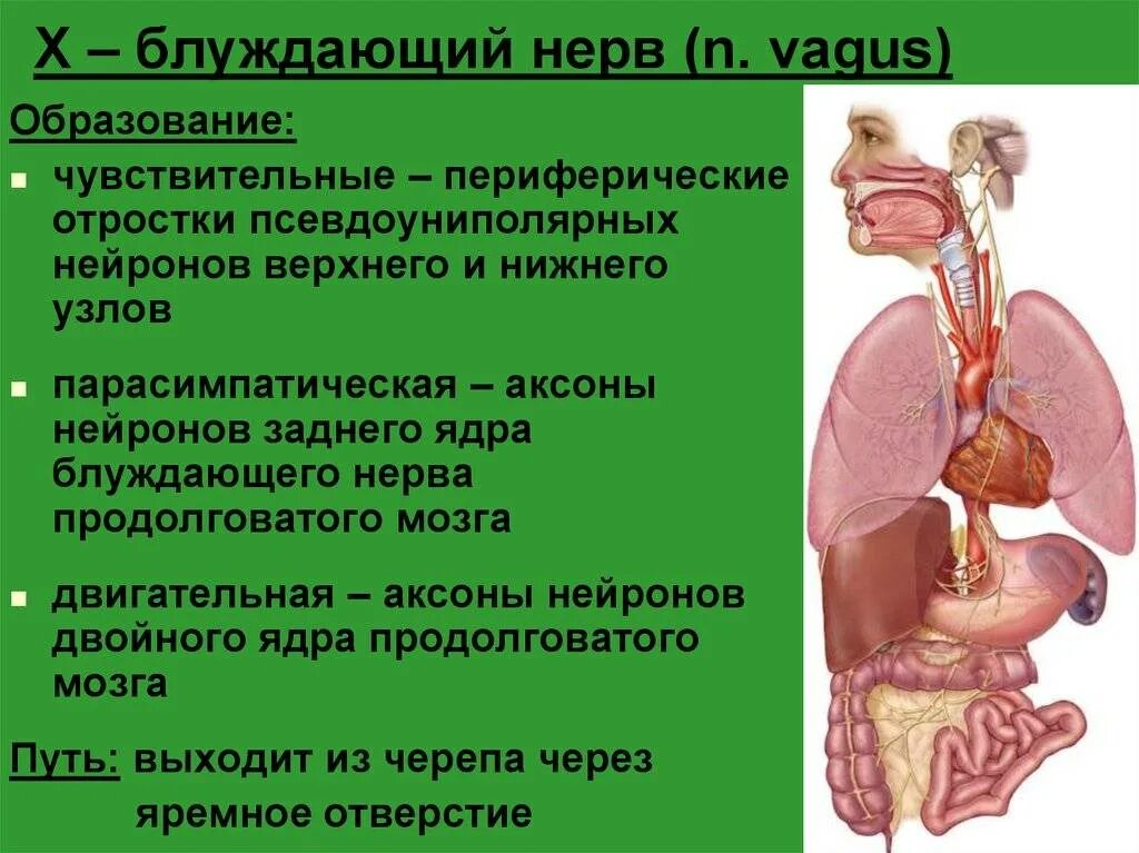 Блуждающий нерв отзывы. Вагус блуждающий нерв. Нервус вагус блуждающий нерв. Блуждающий нерв (x). Блуждающий нерв анатомия.