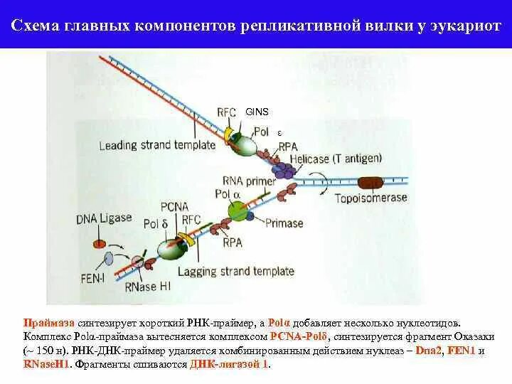 PCNA репликация. Репликативная вилка эукариот. Праймаза синтезирует короткий фрагмент РНК. ПРЕРЕПЛИКАТИВНЫЙ комплекс.