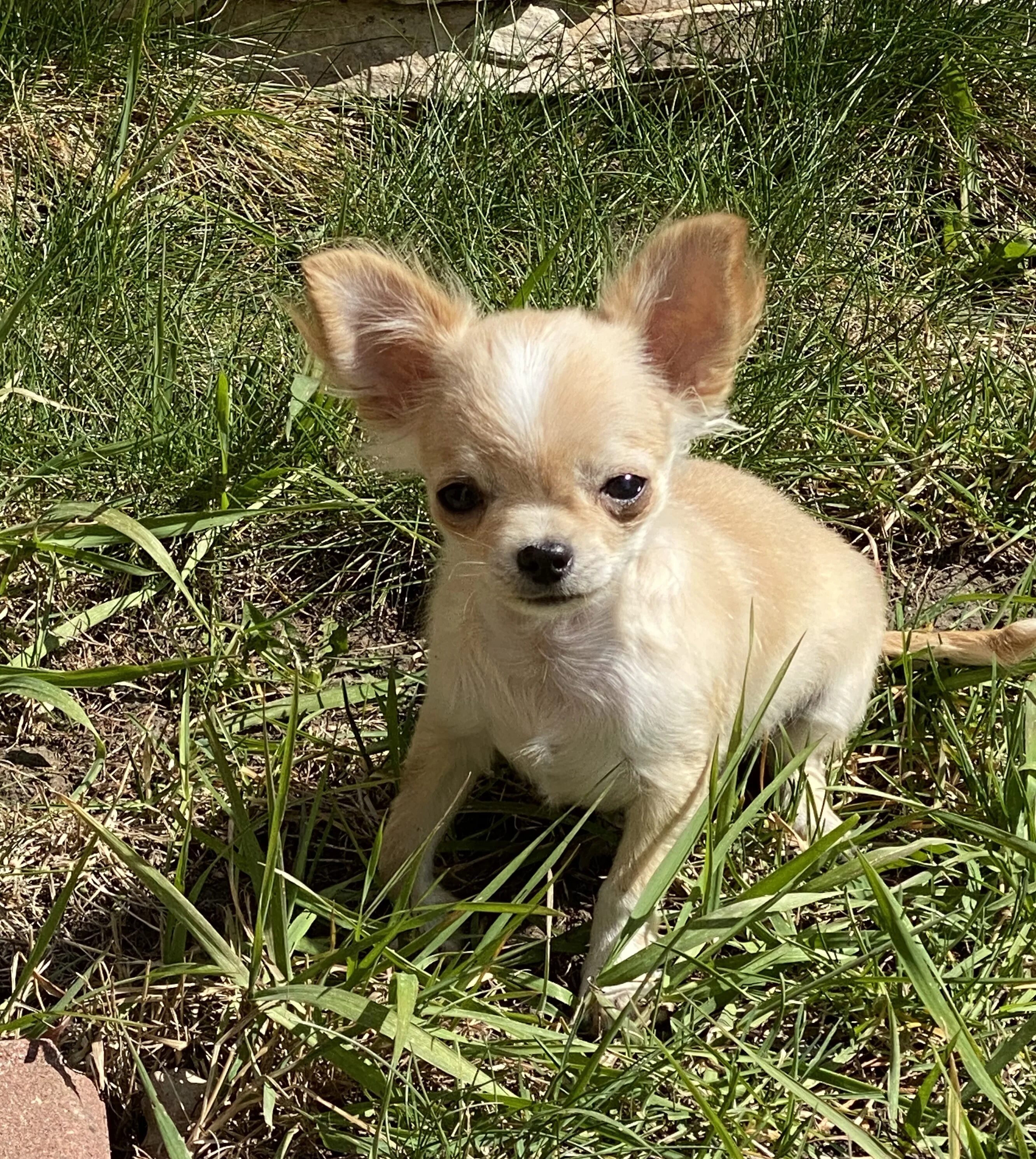 Чихуахуа юки. Lapkins чихуахуа. Чихуахуа короткошерстные. Чихуахуа мини. Чихуахуа королевская карликовая.