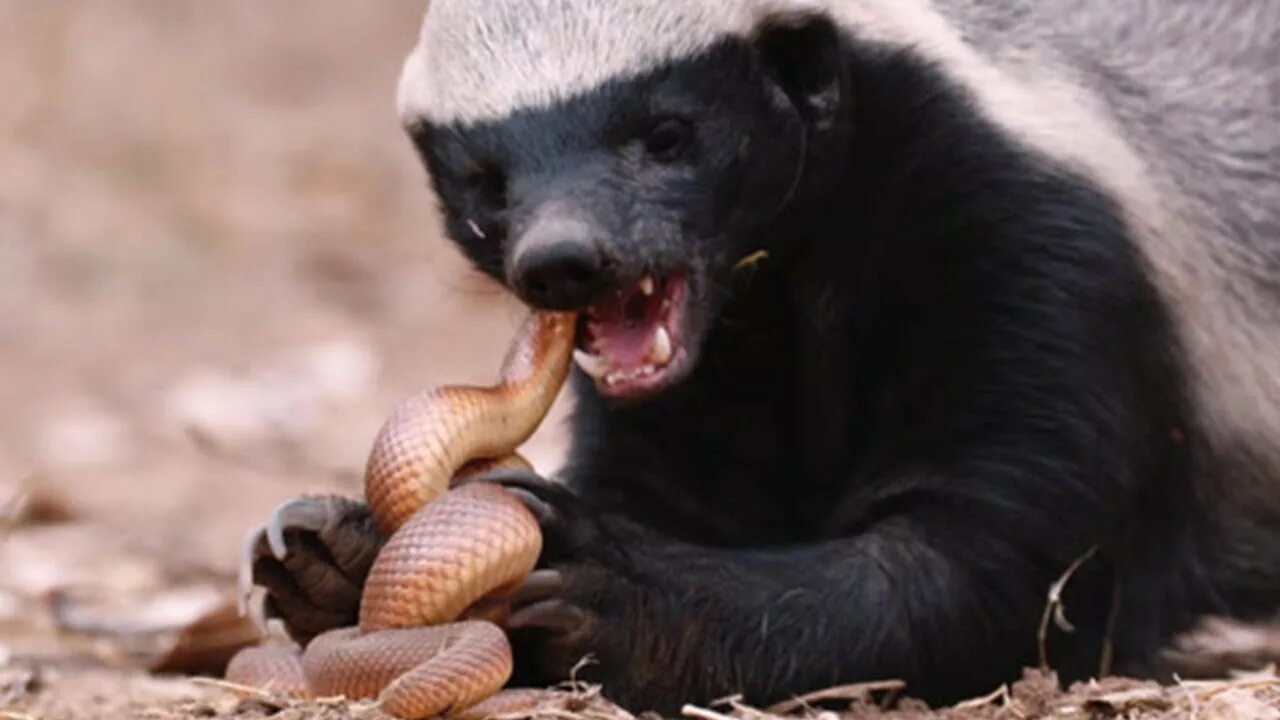 Медоед Honey Badger. Барсук медоед. Африканский барсук медоед. Злой барсук медоед. Почему медоед