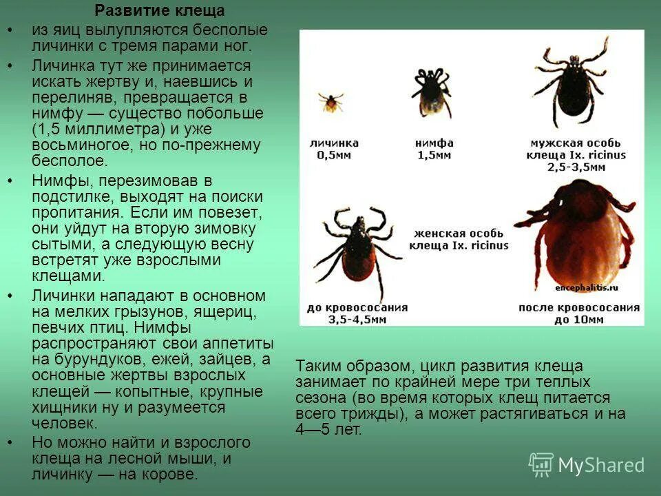 Таежный клещ развитие