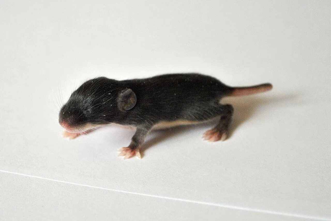 Длинные мыши. Сатиновая крыса Дамбо. Крыса Дамбо черная без хвоста. Грызун с коротким хвостом. Мышь с коротким хвостом.