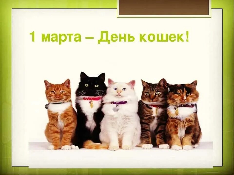 Всемирный день кошек. День кошек в средней группе