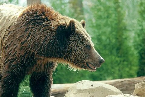 Bear number one