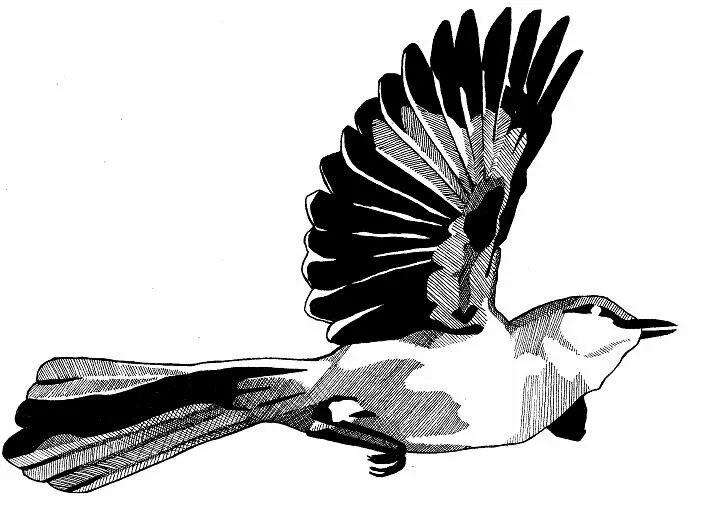 Пересмешник птица рисунок. Рисунок птицы пятнами. Мокингберд рисунки,. Mockingbird symbol.