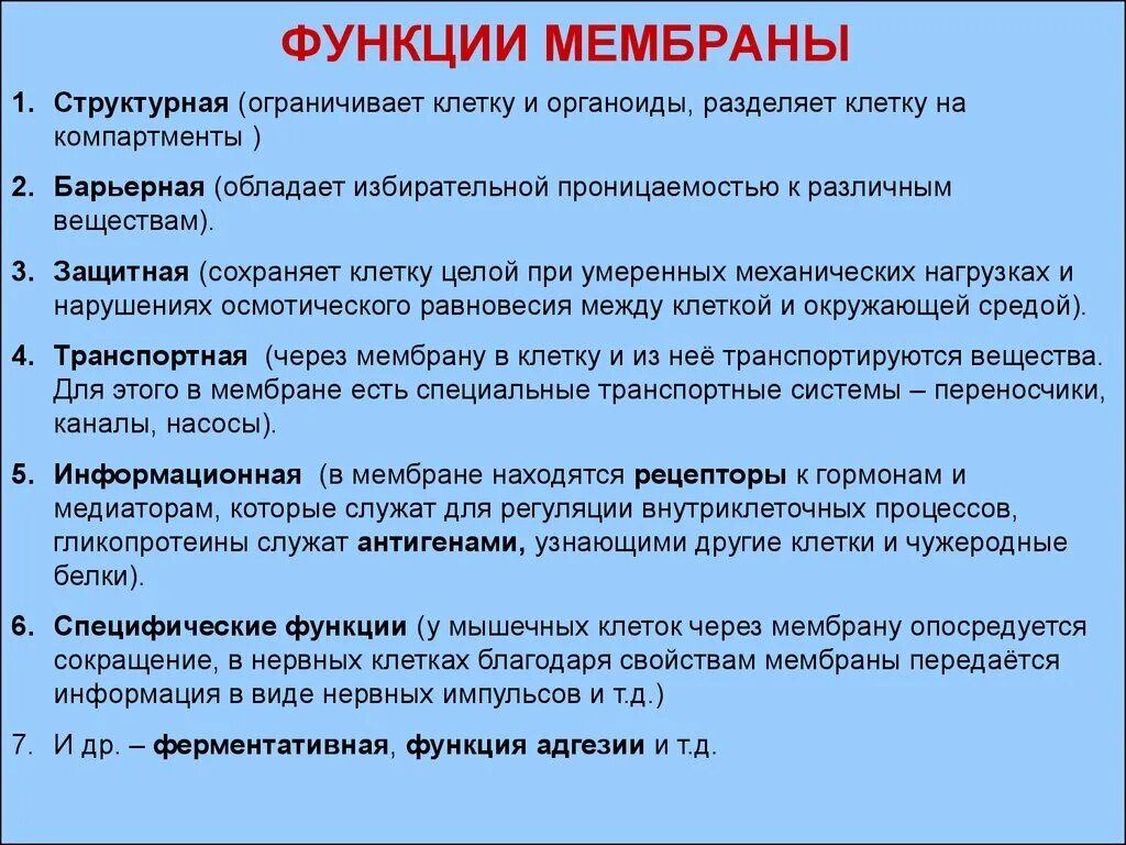 Перечислить функции мембраны