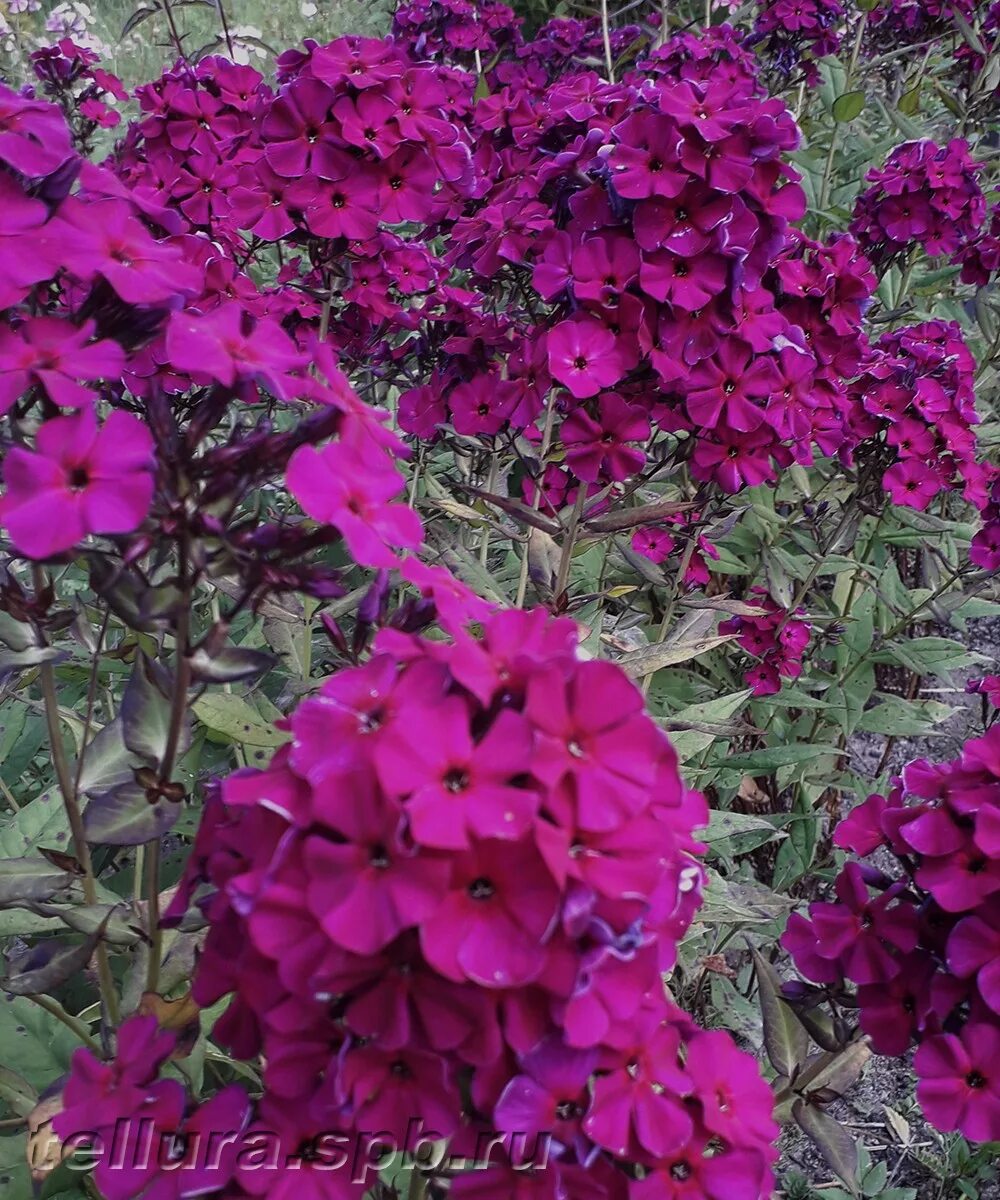 Флоксы отзывы. Флокс (Phlox) Nicky.