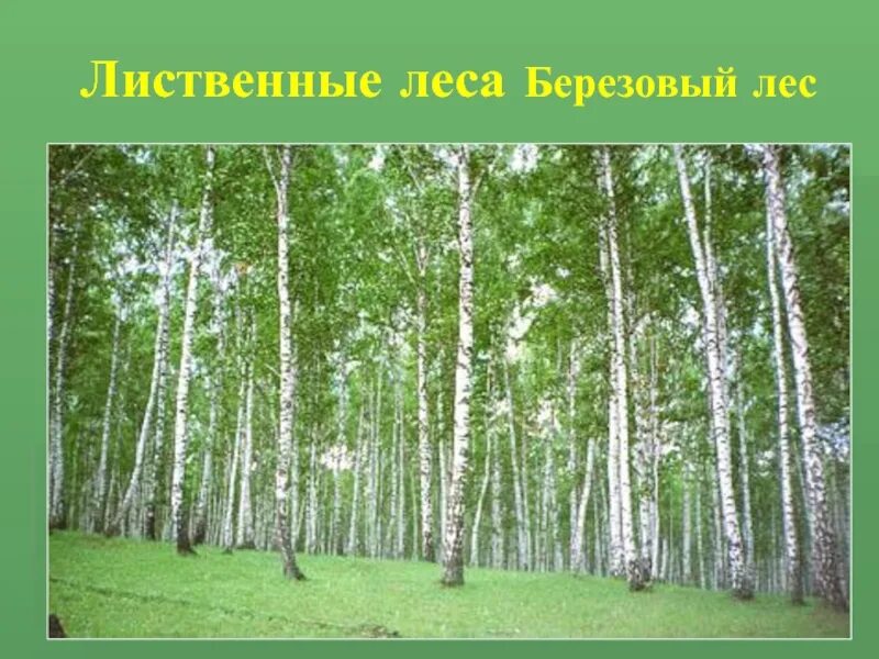 Природное сообщество березовый лес. Березняк, Березовая роща. Лиственный лес картинки для детей дошкольников. Лиственные растения береза. Широколиственные леса береза.