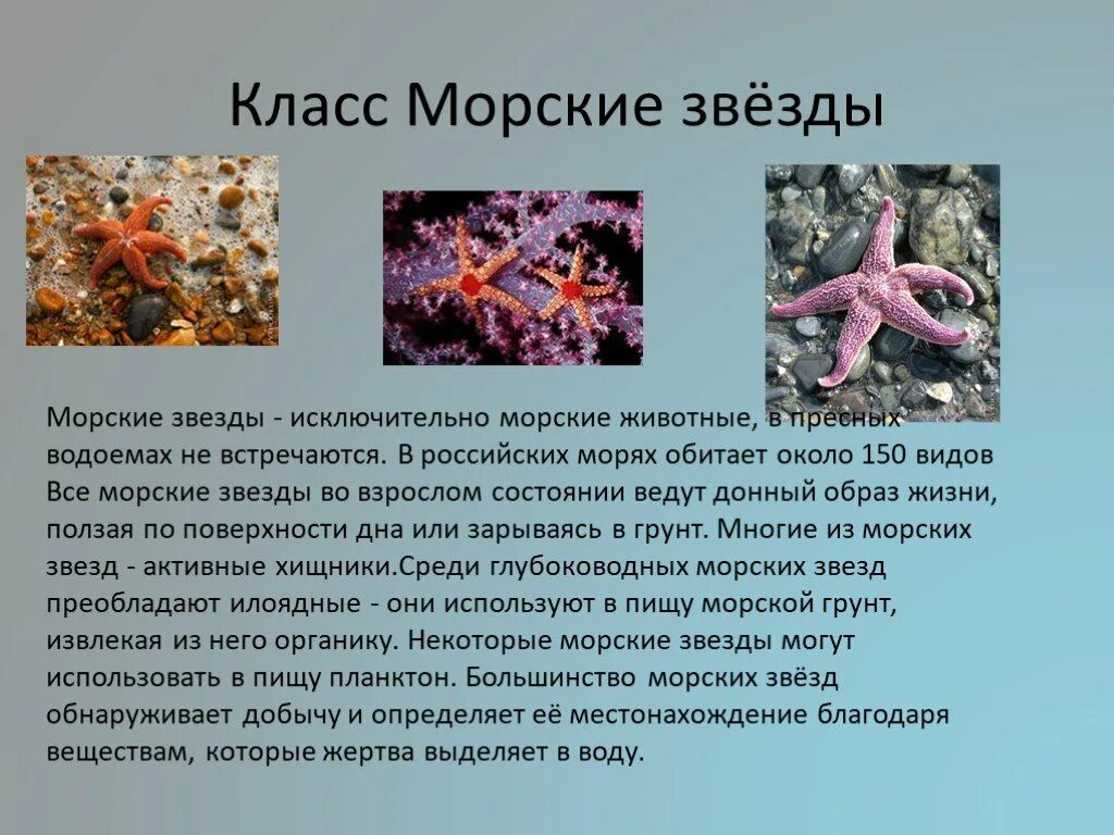 Морские обитатели доклад. Тип иглокожие класс морские звезды. Морские обитатели биология 5 класс. Биология 7 класс Тип иглокожие класс морские звезды кратко. Доклад на тему иглокожие морские звёзды 3 класс.