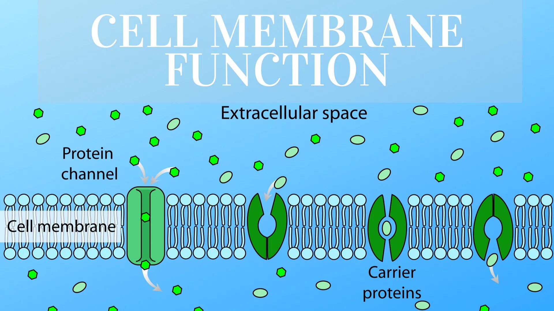 Клеточная мембрана. Cell membrane. Cellular membrane. Cell membrane function.