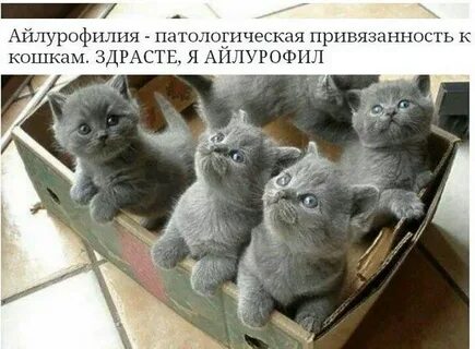 Айлурофилия что это такое простыми