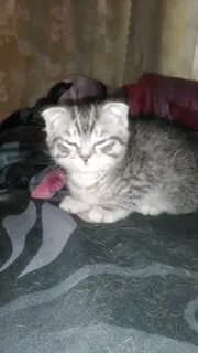 Имя серо белой кошке