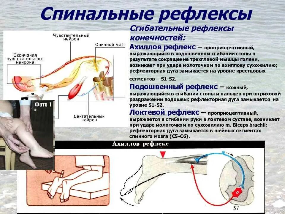 Где находится центр рефлексов