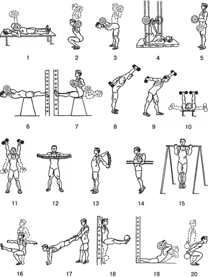 Комплекс упражнений с гантелями (10-12 упражнений). Комплекс силовых упражнений с гантелями. Гантельная гимнастика комплекс 1/ для начинающих. Упражнения с гантелями на разные группы мышц.