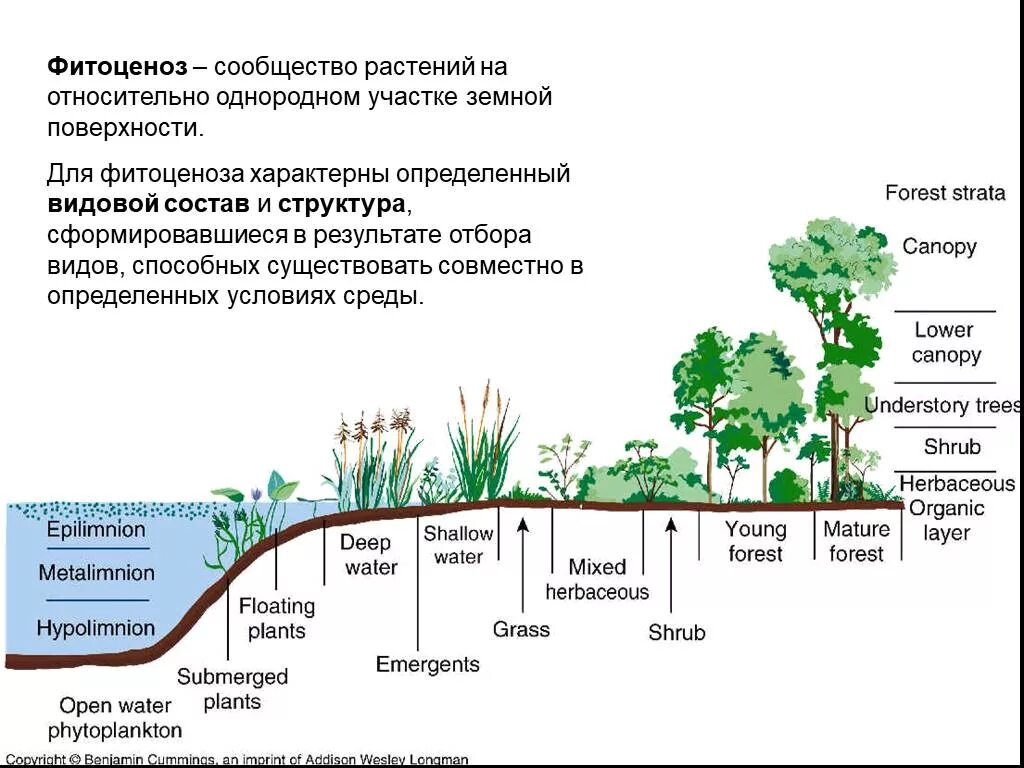 Каком природном сообществе наибольшее число надземных ярусов. Строение растительного сообщества. Состав растительных сообществ. Ярусы растительного сообщества. Растительные сообщества схема.