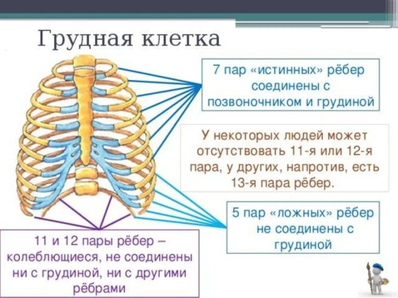 Грудная клетка мужчин и женщин. 12 Пар рёбер в грудной клетке. Строение кости и функции грудной клетки. В грудной клетке у человека 12 пар ребер. Строение грудной клетки таблица.