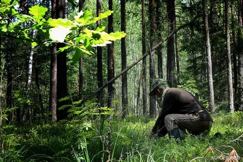 Сперва в лес