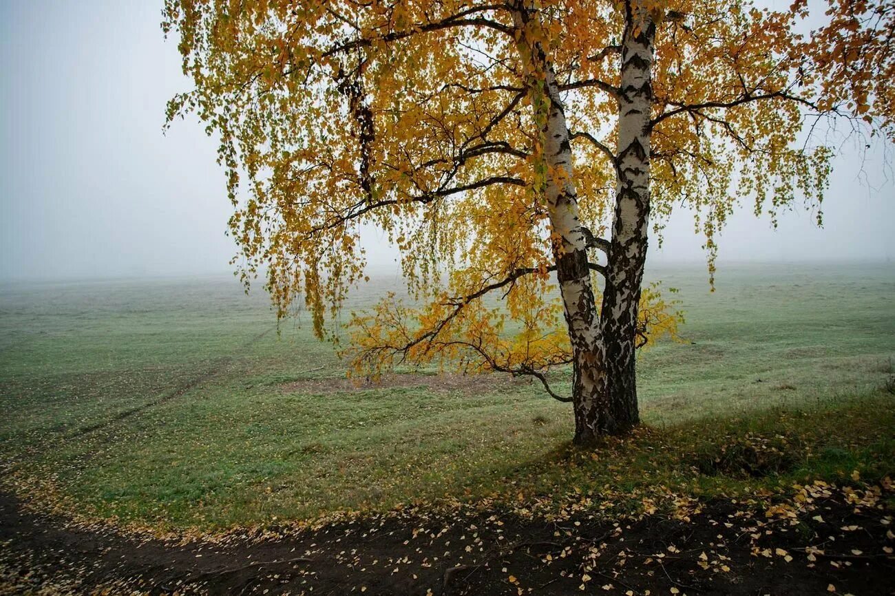 Береза национальное дерево. Уральская береза. Береза на Урале. Березы Южного Урала. Уральская береза древесина.