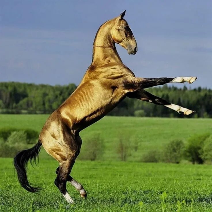 Золотистая лошадь. Ахалтекинская порода лошадей. Золотистая лошадь ахалтекинской породы. Порода лошадей ахалтекинец. Буланый ахалтекинец.