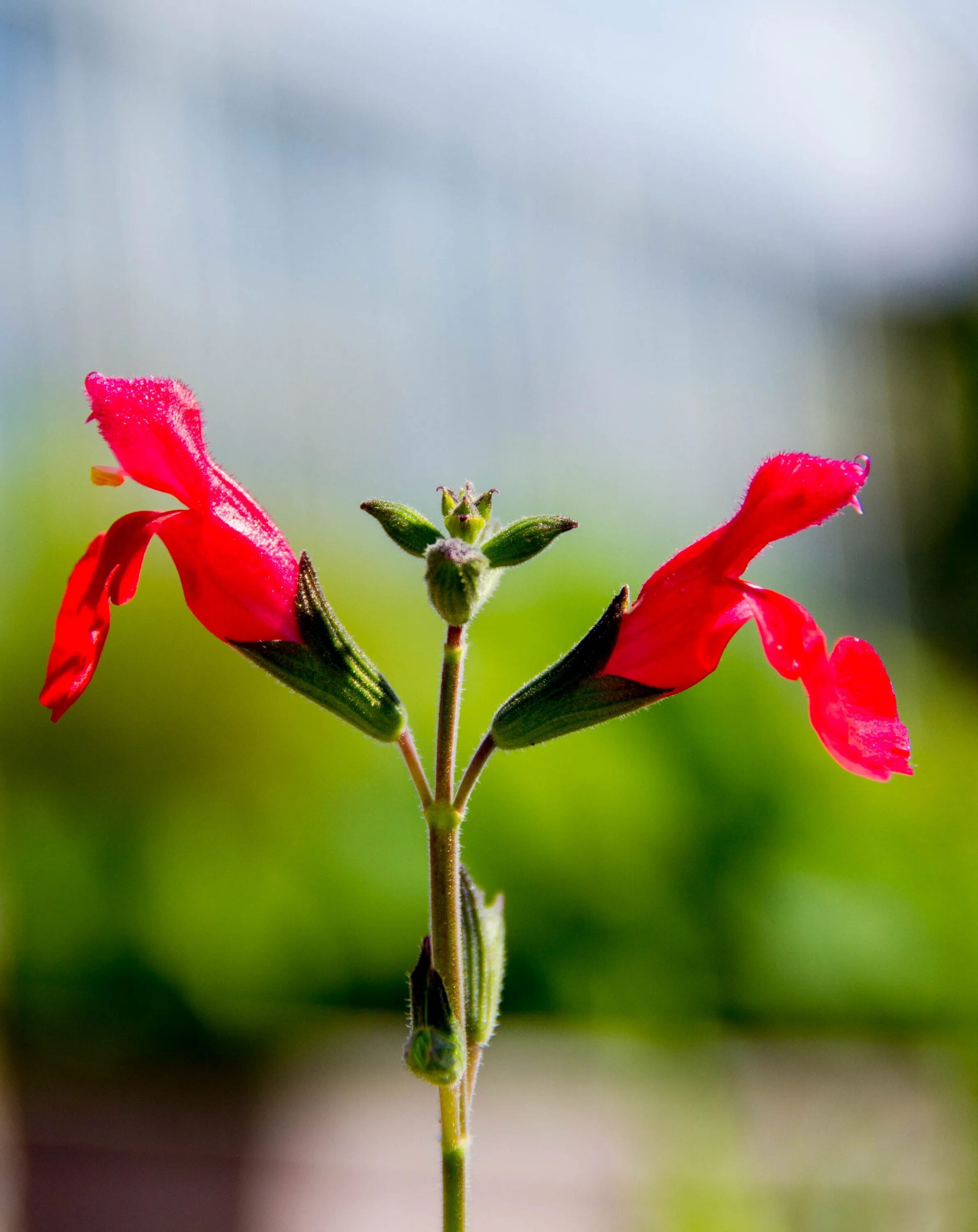 Red plant. Бутон цветка. Растение с красным цветком. Растение с красными бутонами. Цветок красный бутончик.