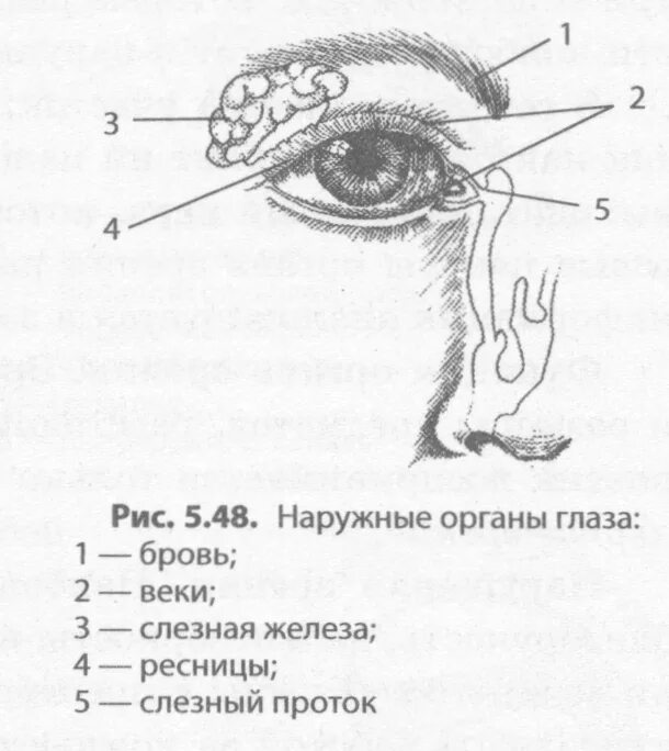 Расположение слезной железы схема. Строение глаза слезная железа. Слезная железа схема. Расположение слезной железы и носослезного протока. Слезные железы вспомогательный аппарат