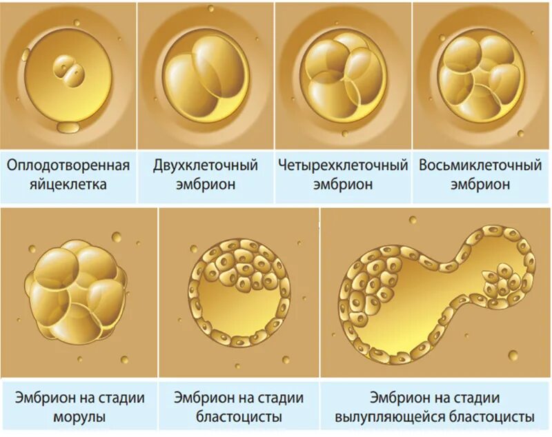 Что происходит после оплодотворения