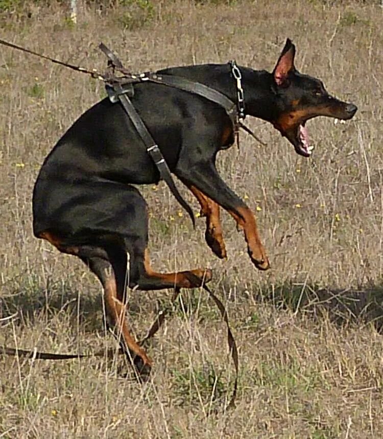 жив ли доберман. кокер доберман. жив ли доберман. доберман спортивная кондиция. доберман некупированный.