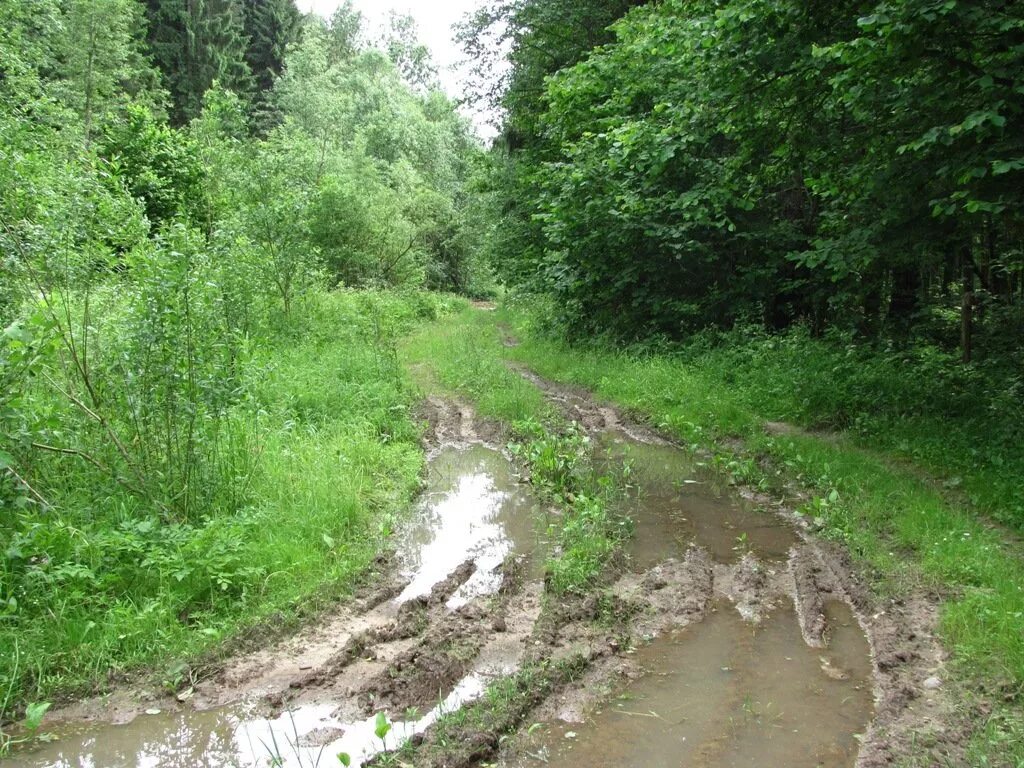 Грязная Лесная дорога. Бездорожье. Грязная дорога в лесу. Лесная дорога грязь. Подъезжая к лесу увидел он