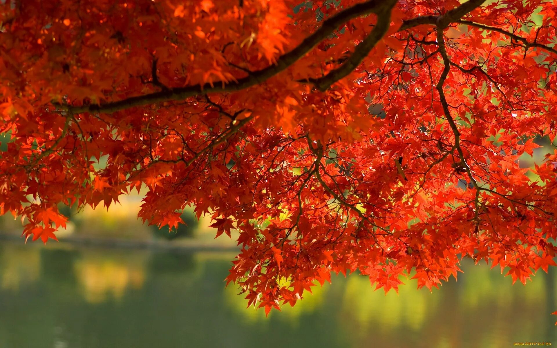 Красивая осень. Осенние разноцветные деревья. Осенние листья на земле. Краски осени. Осенняя листва в лесу.