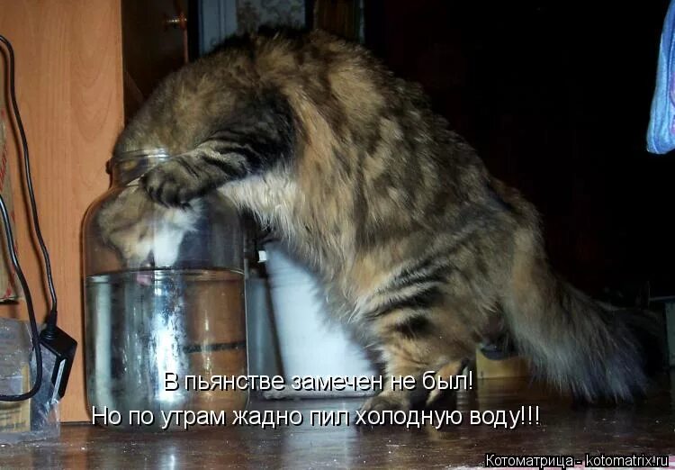 кот пьет водку. в пьянстве замечен не был. коты и валерьянка приколы. в пьянках замечен не был. но по утрам жадно пил холодную воду.