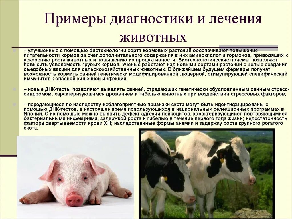 Биотехнологии в животноводстве. Продуктивность сельскохозяйственных животных. Современные биотехнологии в животноводстве. Биотехнологии в скотоводстве.