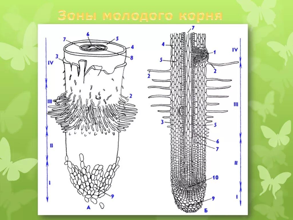 Строение зоны корня рисунок. Корневой чехлик образован клетками. Строение ризодермы корня. Рис 37 строение корня. Продольный срез корня биология.