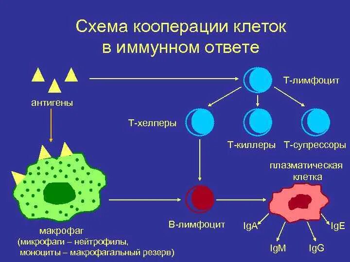 Необходимы для построения новых клеток и тканей. Лимфоциты гуморальный иммунитет. Т лимфоциты гуморальный или клеточный. Клеточный иммунитет т лимфоциты макрофаги. Факторы клеточного иммунитета лимфоциты антитела.