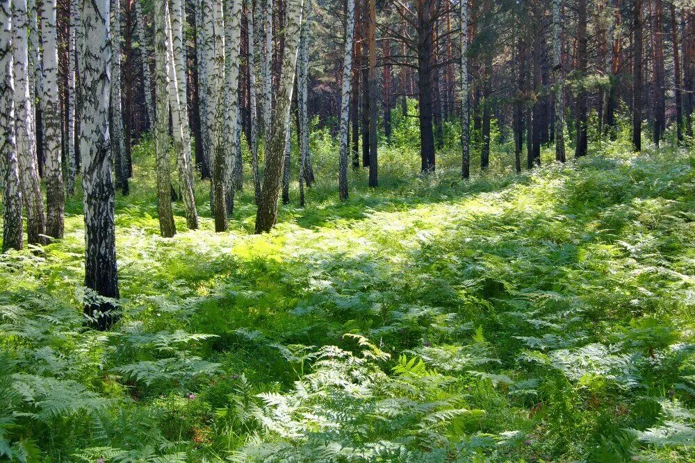 Растительные ресурсы тайги. Подлесок тайги. Тайга в Тюмени лес. Тайга природа Тюменская. Сибирский лес Сибирская Тайга летом.