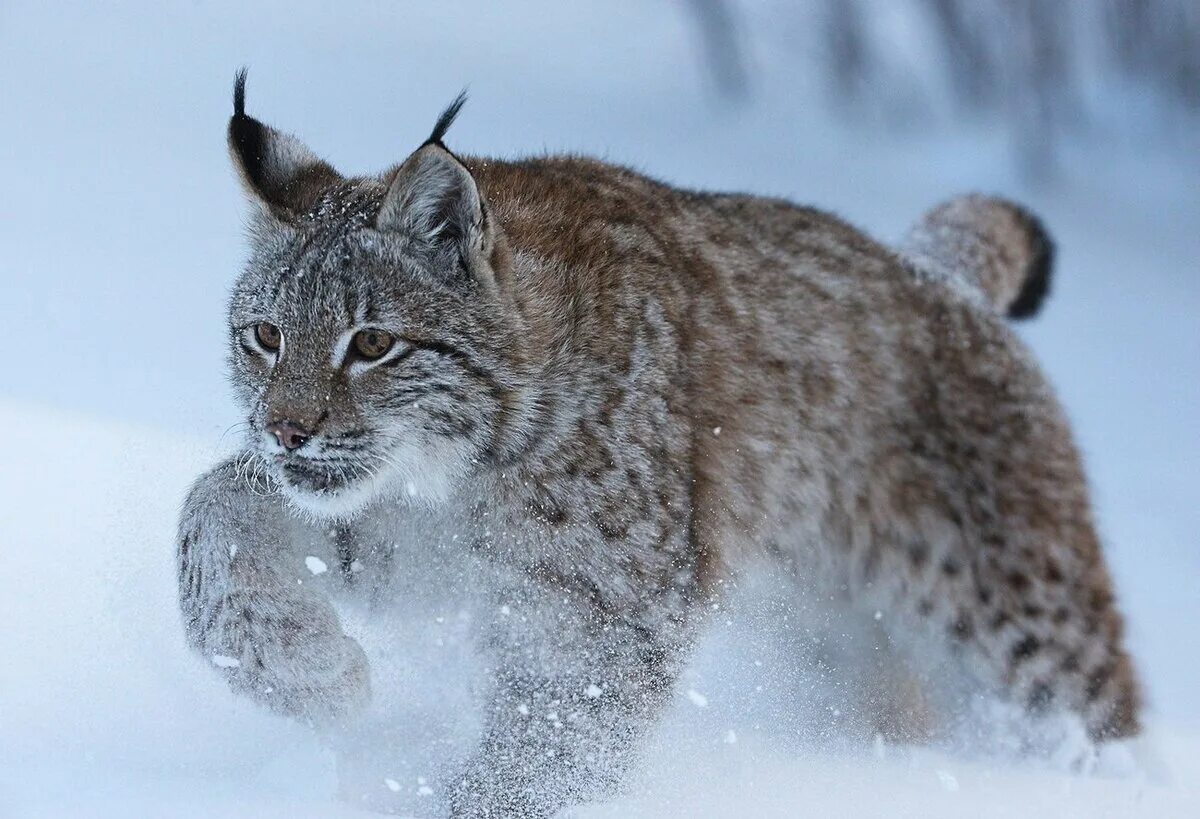 Скажи рысь. Рысь — Lynx Lynx. Обыкновенная Сибирская Рысь. Рысь обыкновенная Lynx Lynx Linnaeus, 1758. Рысь в Сибири.