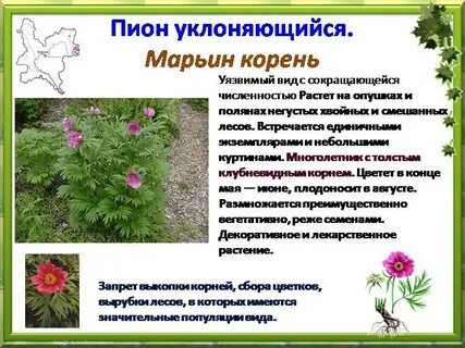 Кировские растения
