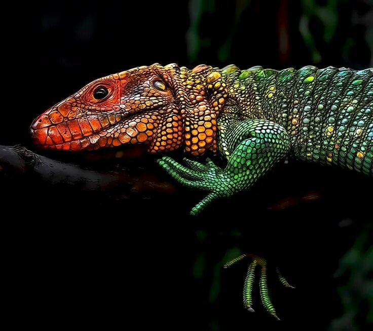 Caiman Lizard. Каймановый Варан. Каймановый геккон. Каймановая ящерица.