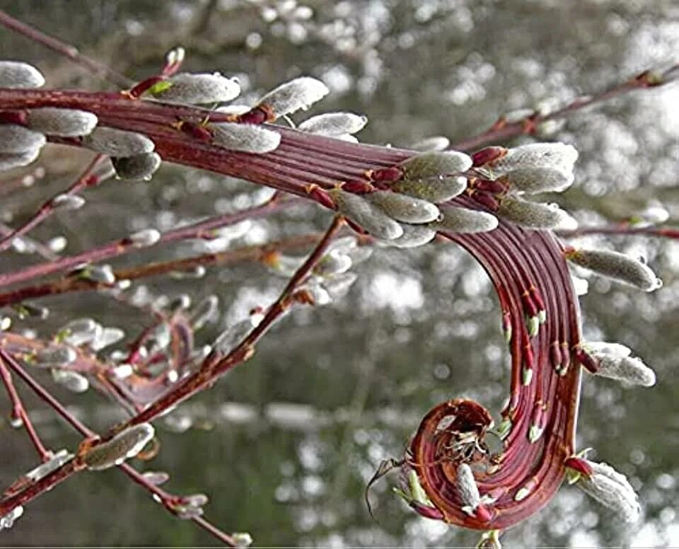 Сентябрь багряной веткой ивы. Ива Удская "Sekka" Salix Udensis. Ива Удская "Секка" (Salix Udensis «Sekka»). Ива Сахалинская Секка. Ива Сахалинская (сорт 'Sekka').