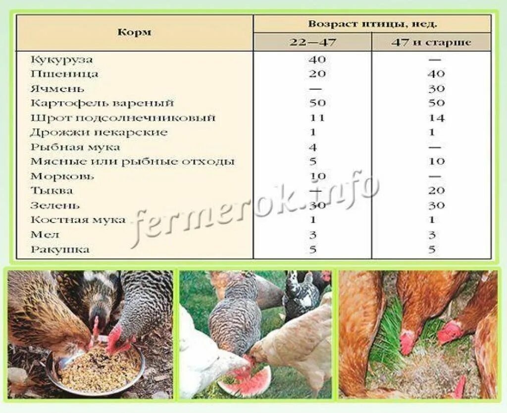 Сколько нужно дать курам. Рацион кур несушек. Кормить кур-несушек. Корм курам несушкам для яйценоскости. Норма корма на курицу несушку в день.